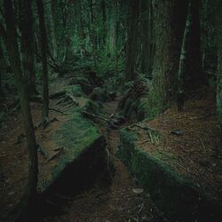 Cover of AOKIGAHARA