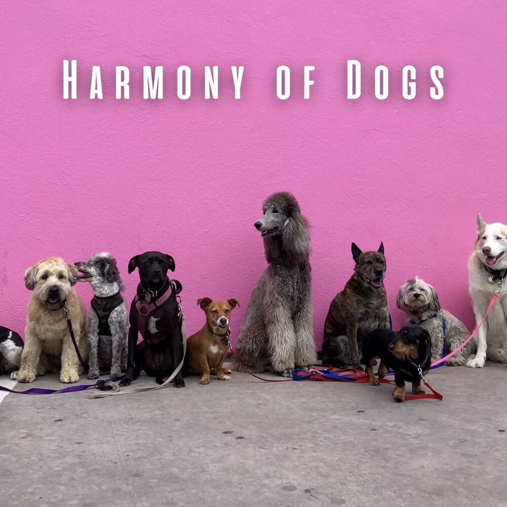 Picture of Harmony of Dogs: Binaural Music for Peaceful Moments