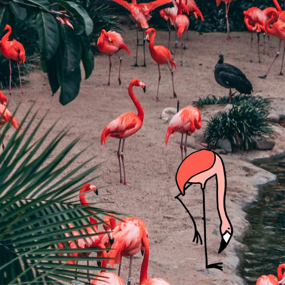 Picture of Flamigo