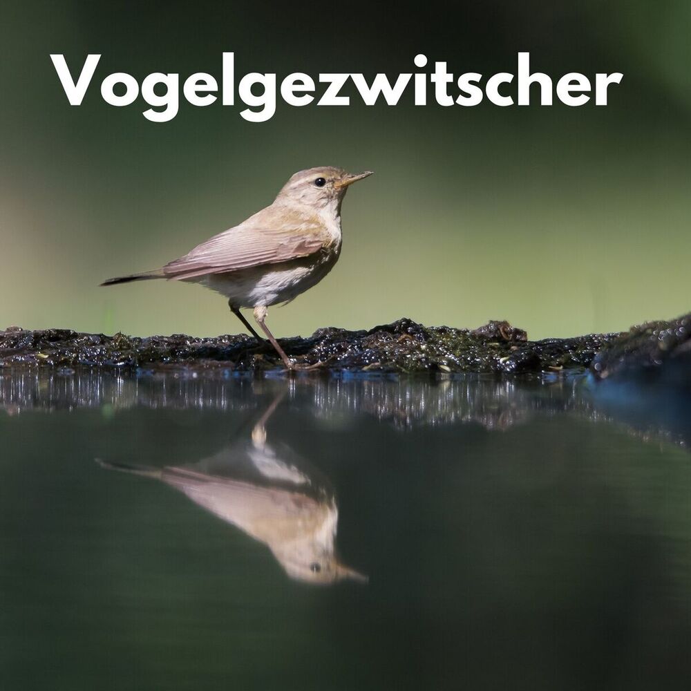 Picture of Vogelgezwitscher