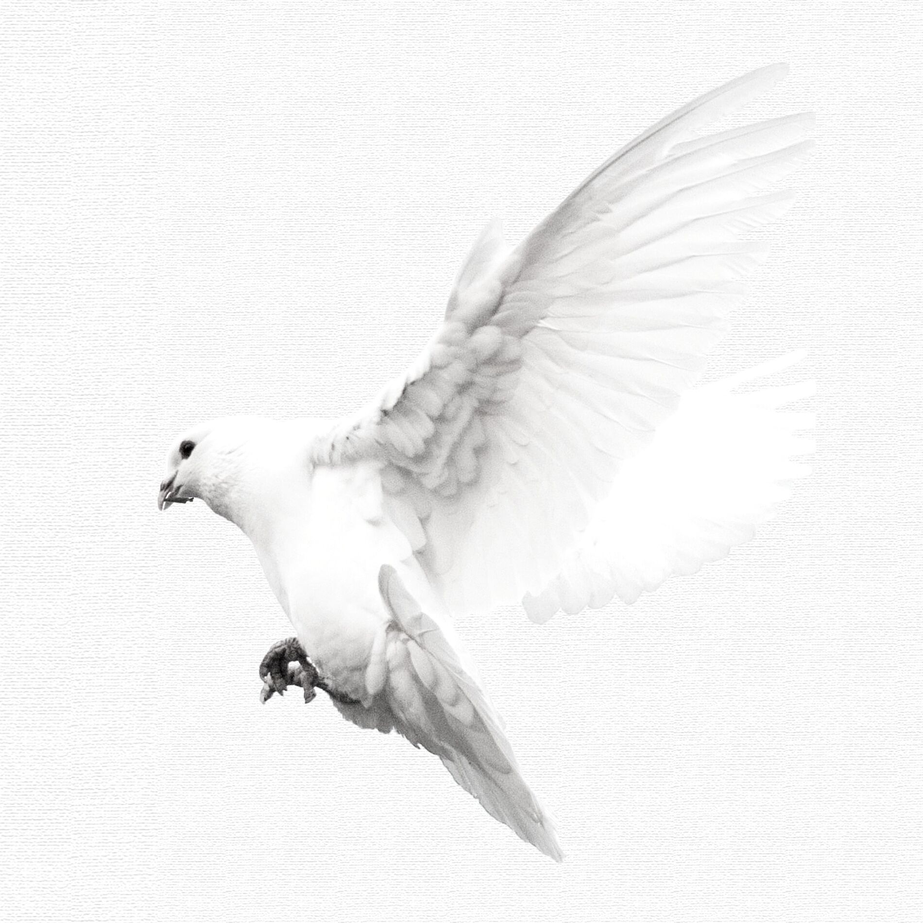 Album cover of Peace