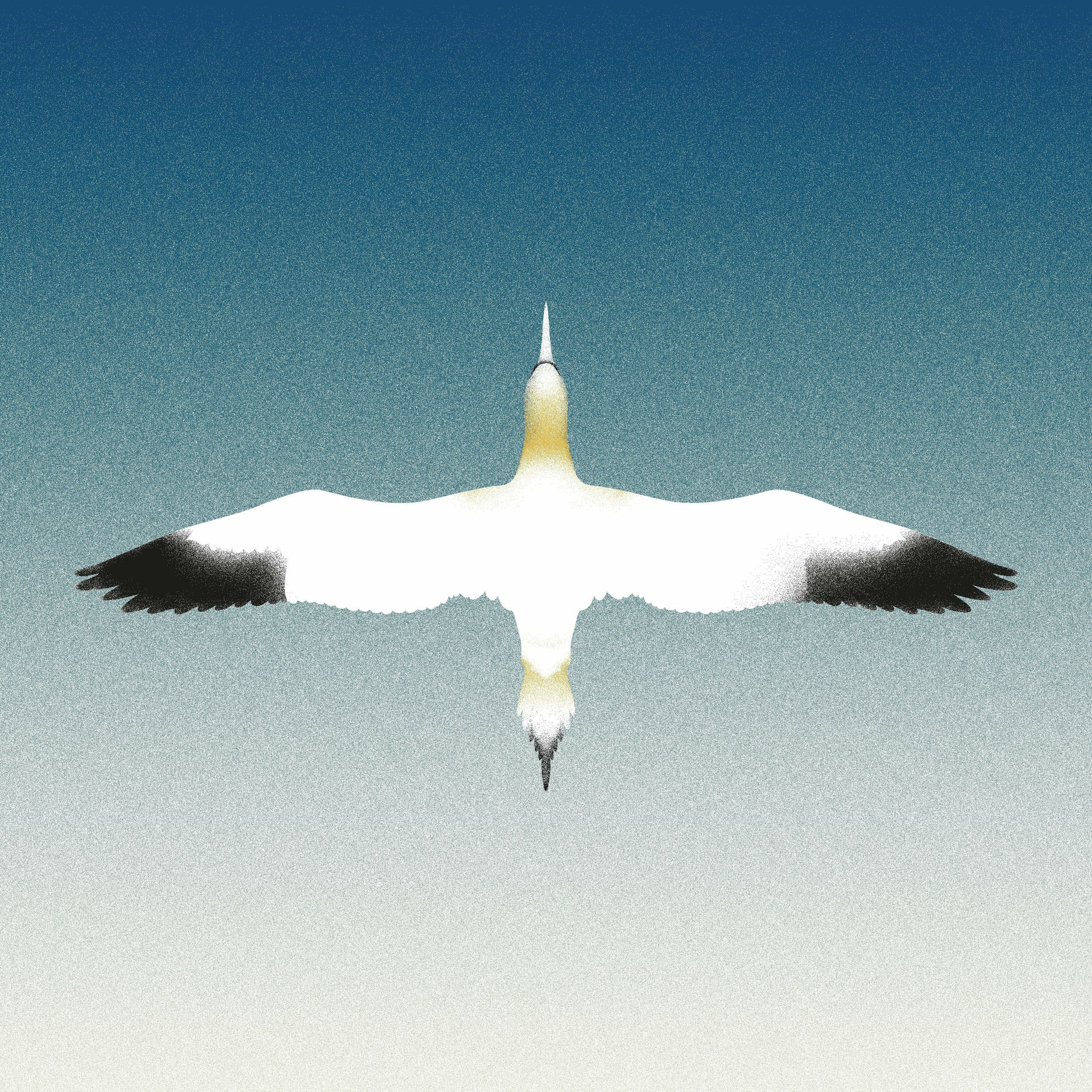 Album cover of Sula Bassana