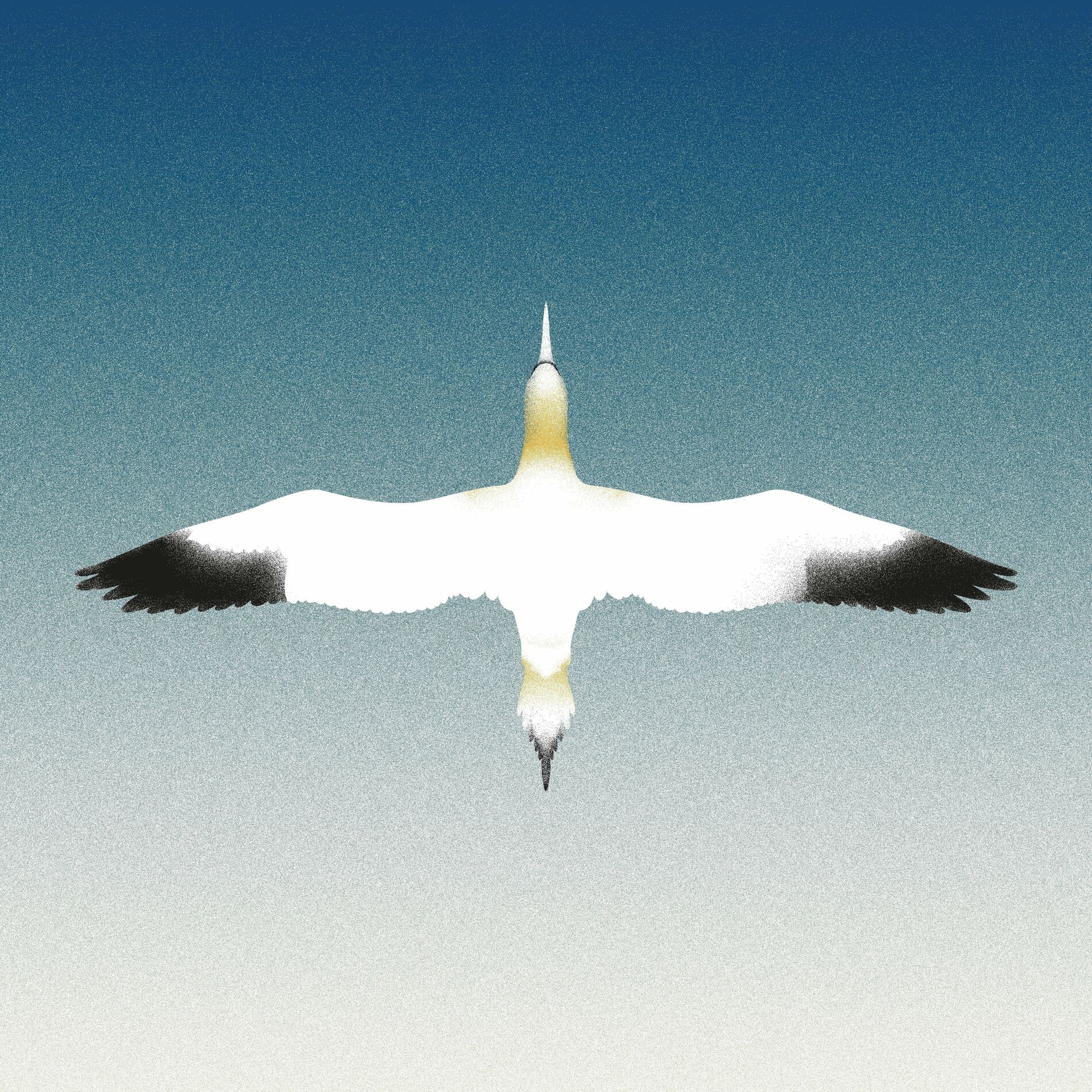 Album cover of Sula Bassana