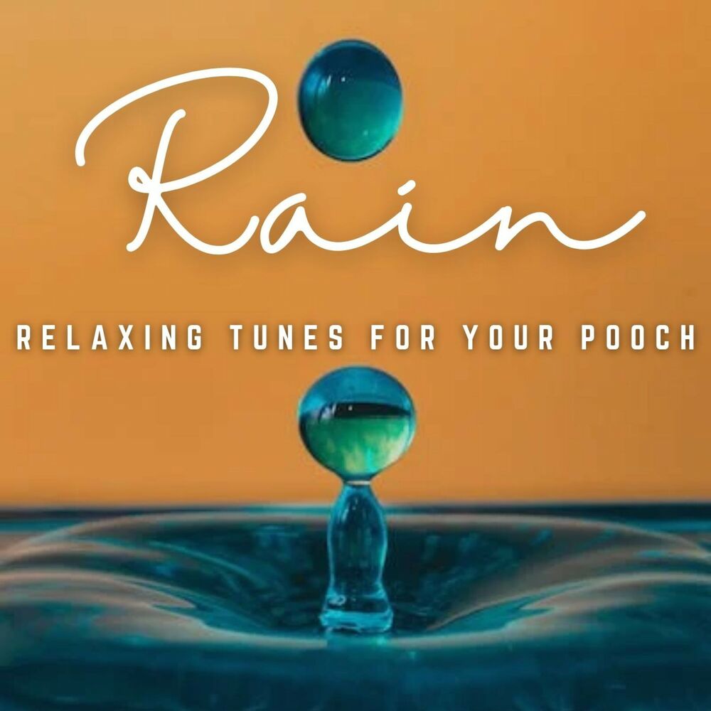 Picture of Raindrop Harmony: Relaxing Tunes for Your Pooch