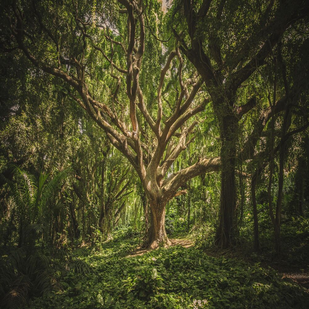 Picture of Tree of life