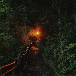 Cover of Night Walk