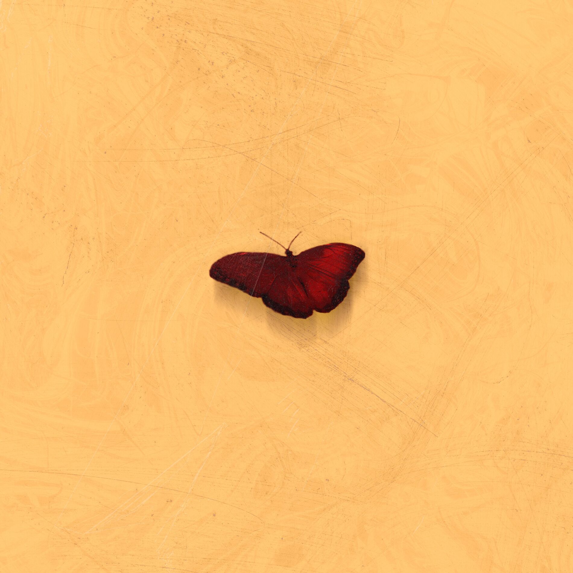 Album cover of Leve, Prossiga