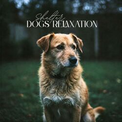 Cover of Shelter Dogs Relaxation: Calm Sounds for Dog Comfort and Winding Down