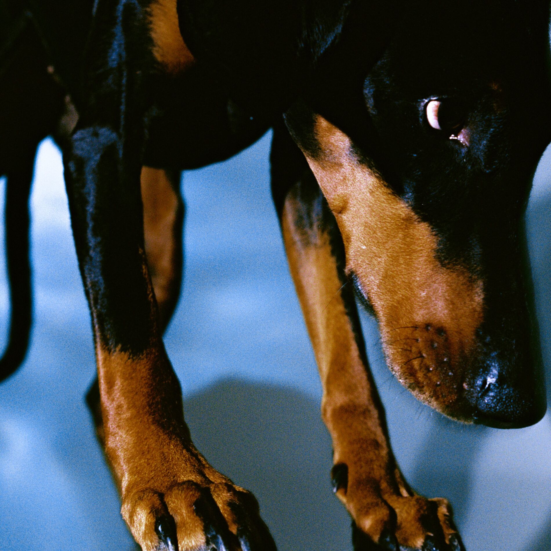 Album cover of Gunk