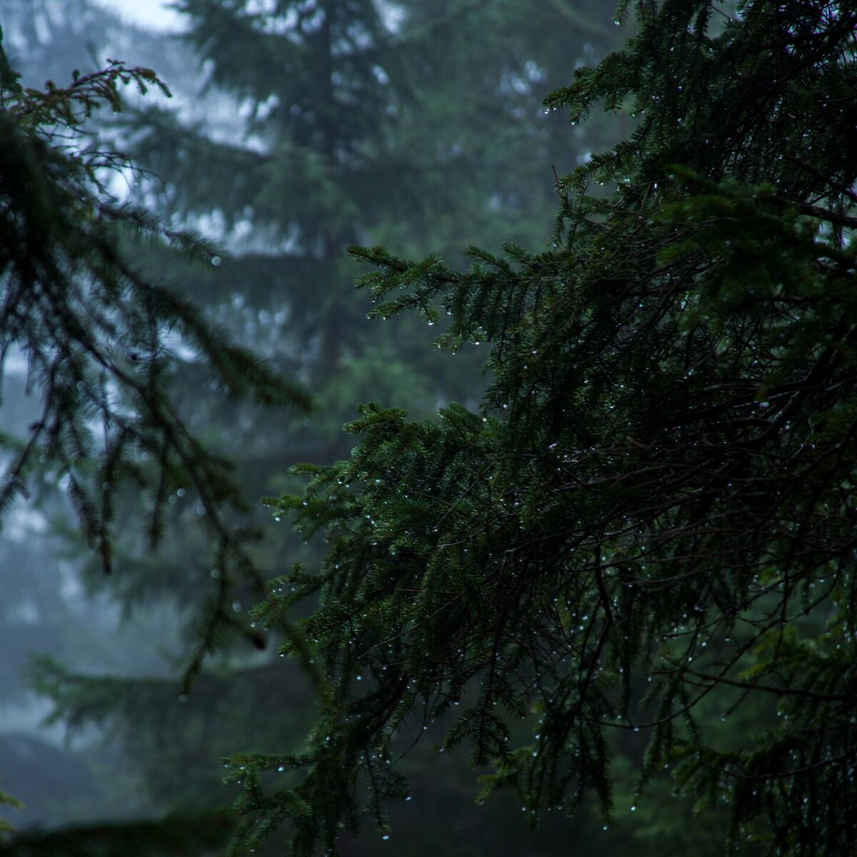 Album cover of Hushed Pine