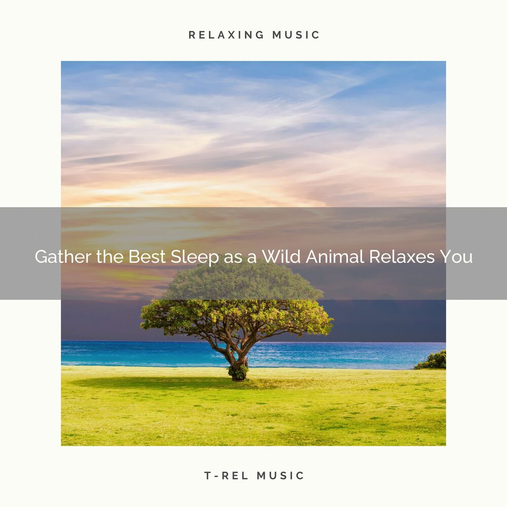 Picture of 2020 Best: Gather the Best Sleep as a Wild Animal Relaxes You