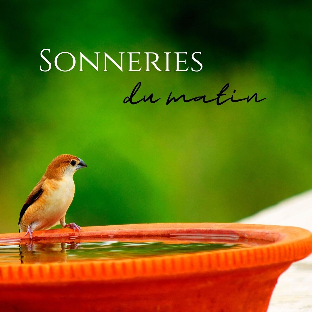 Album cover of Sonneries du matin: Réveil d'oiseaux, Des sons de la nature étonnants pour se réveiller