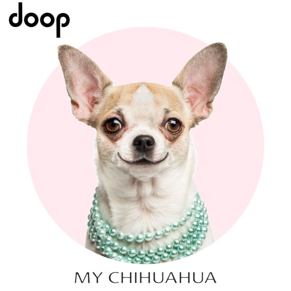 Picture of My Chihuahua