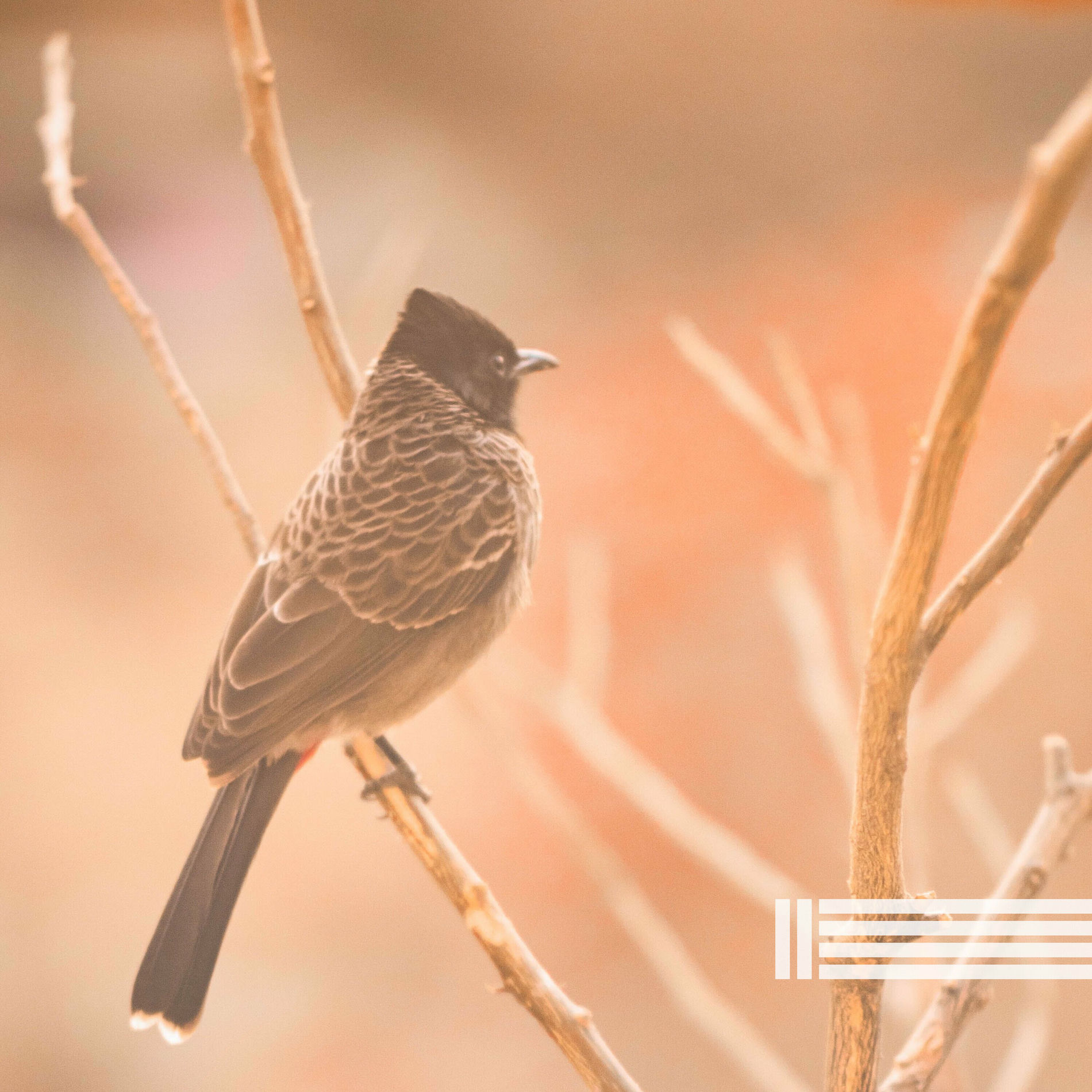 Album cover of Sons d'Oiseaux