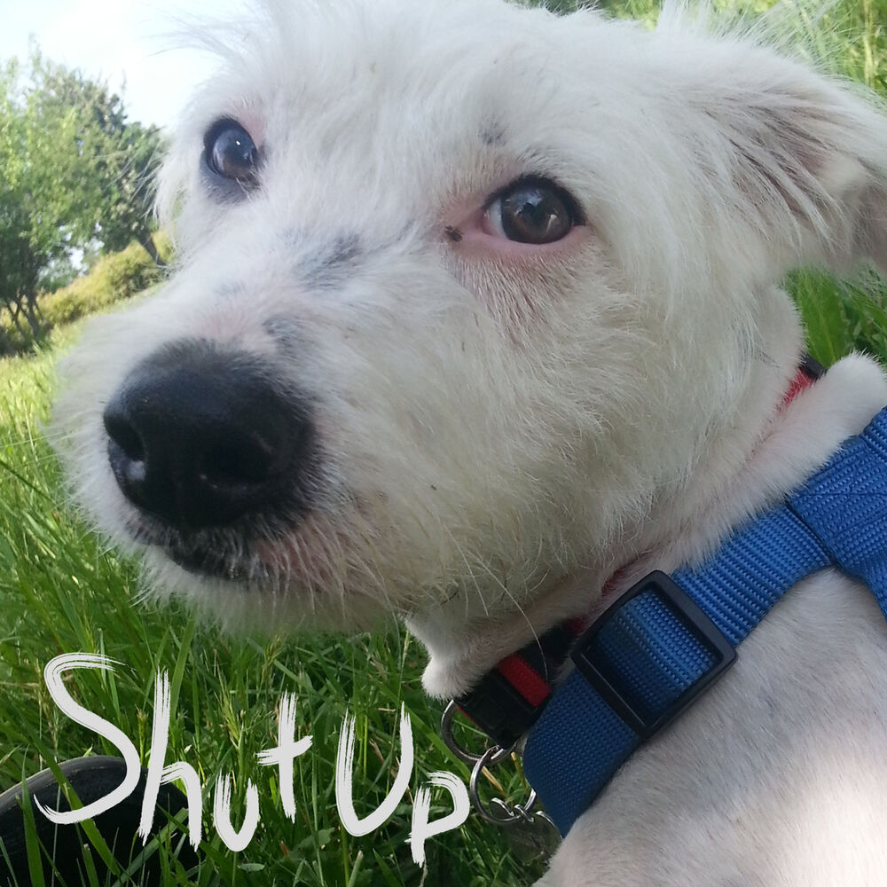 Picture of Shut Up