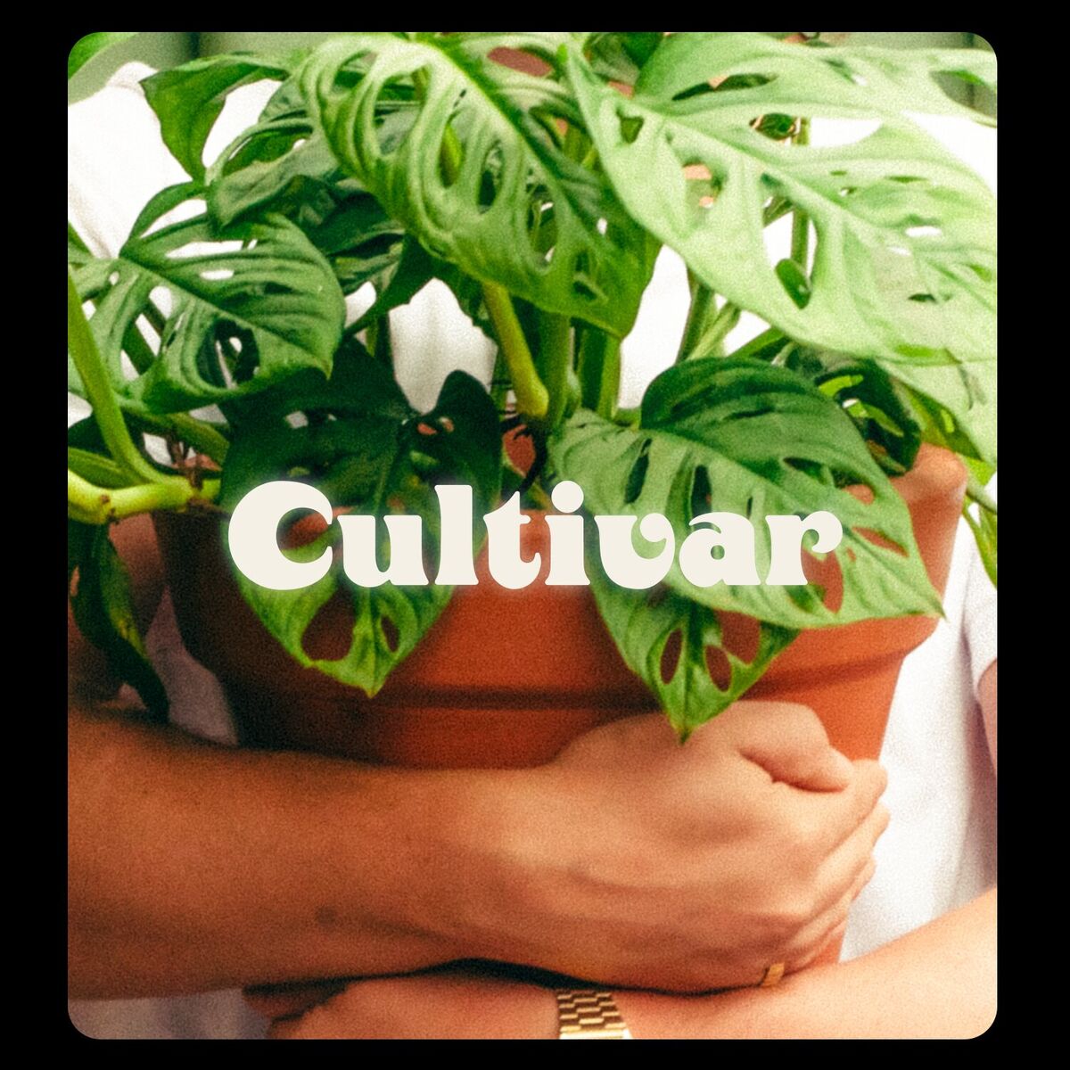 Album cover of Cultivar