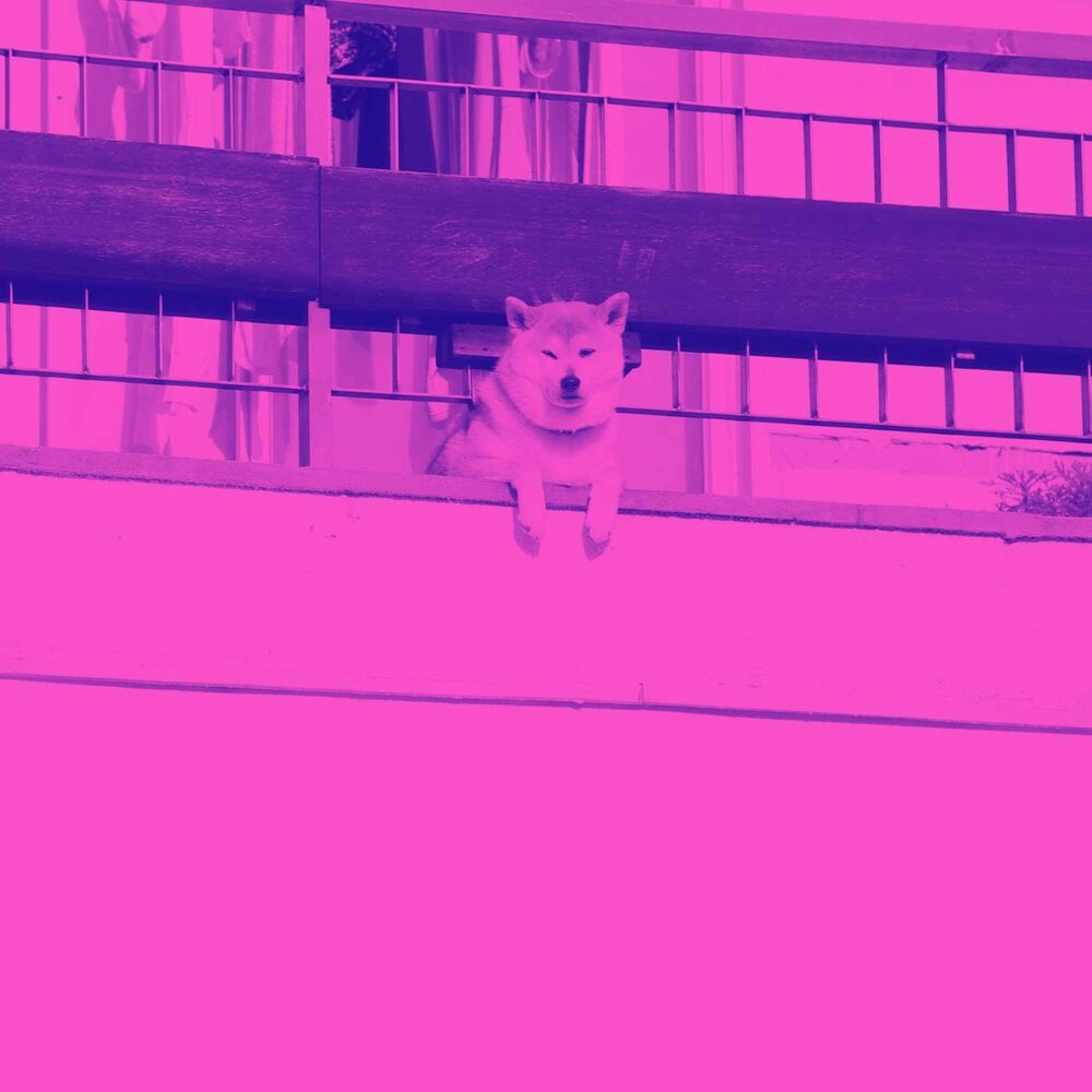 Picture of Vibrant Guitar Jazz - Background for Calm Doggo
