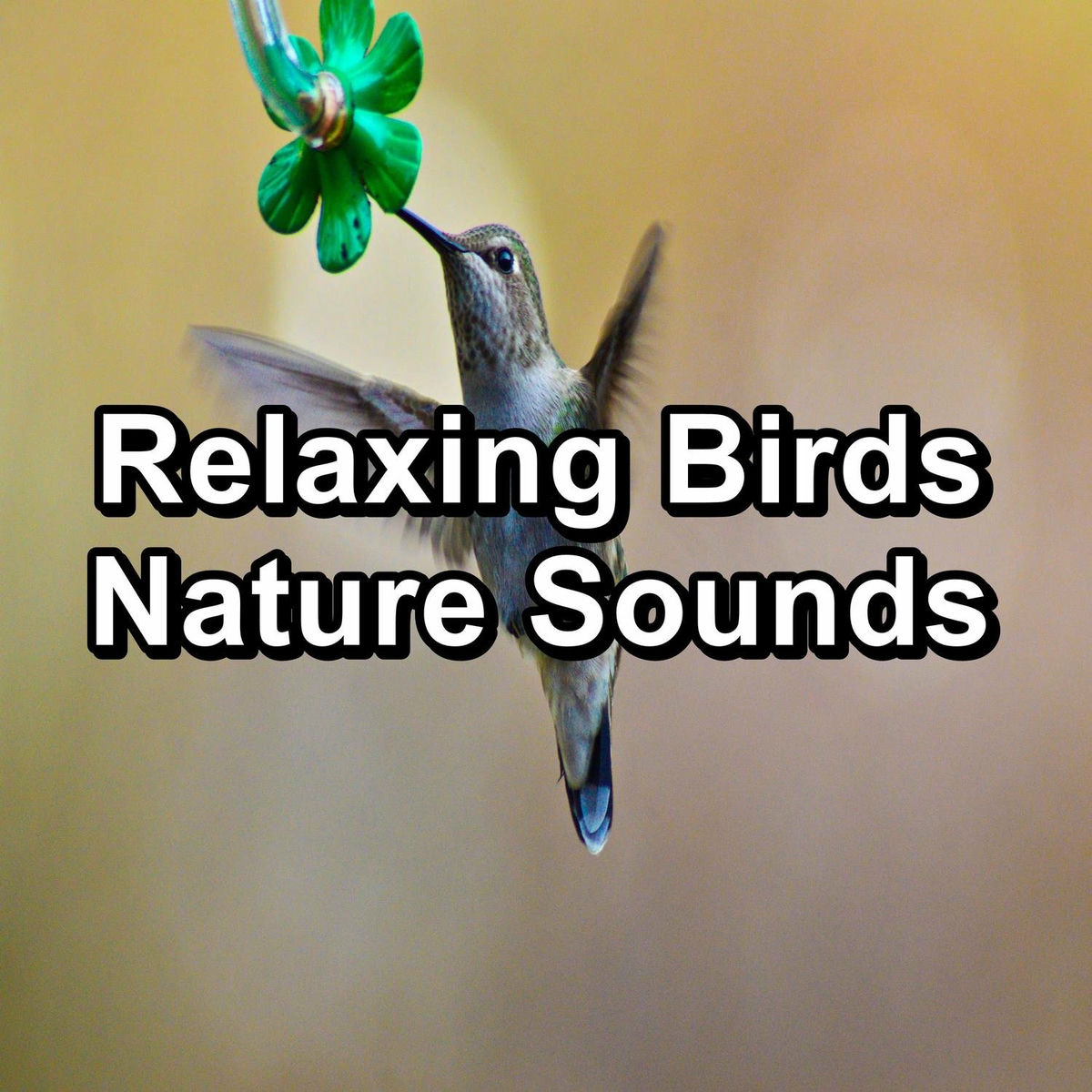 Album cover of Relaxing Birds Nature Sounds