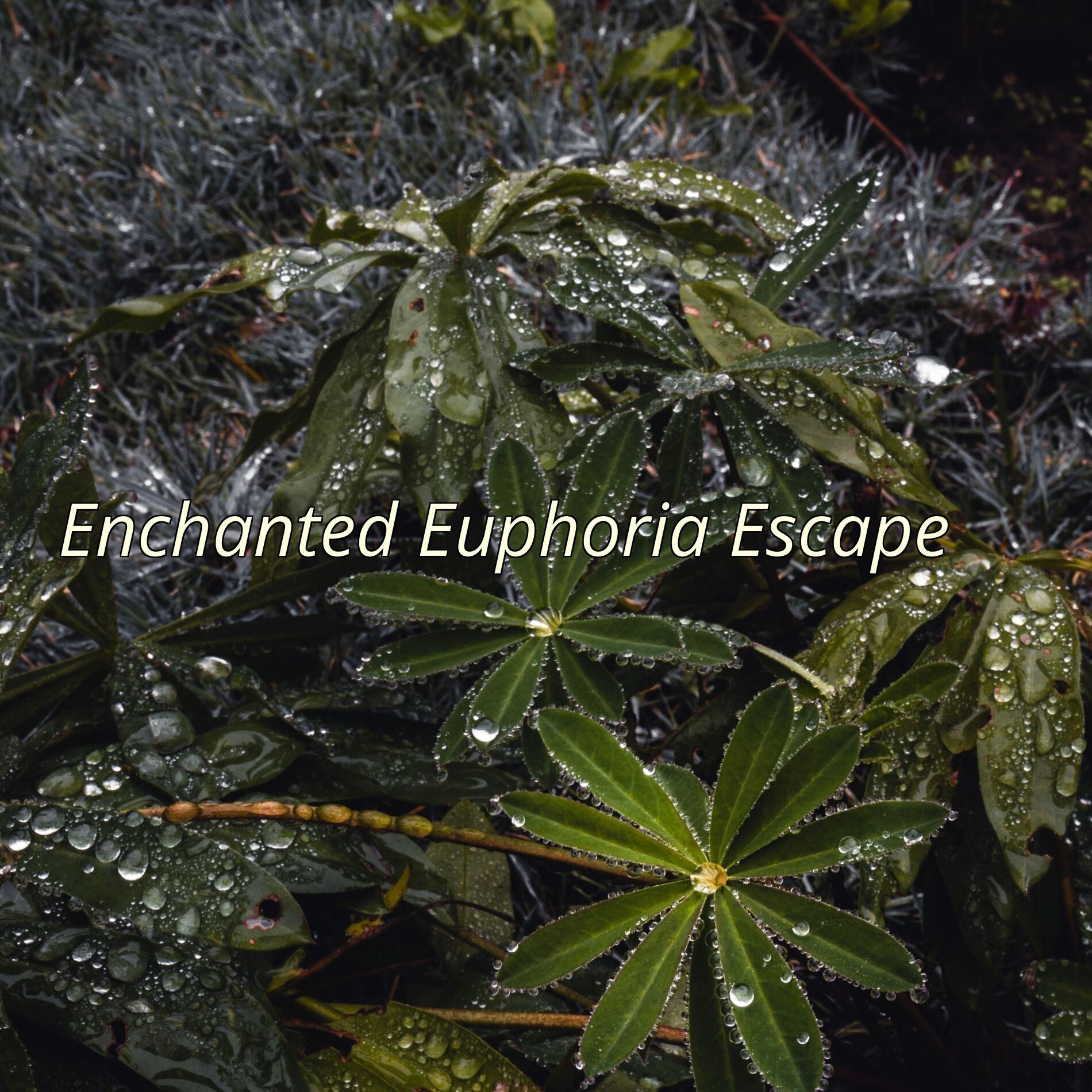 Album cover of Enchanted Euphoria Escape
