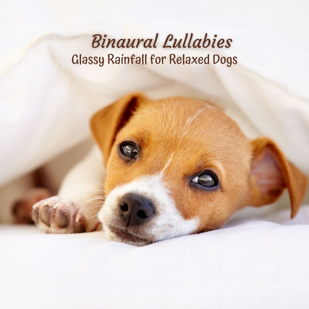 Picture of Binaural Lullabies: Glassy Rainfall for Relaxed Dogs