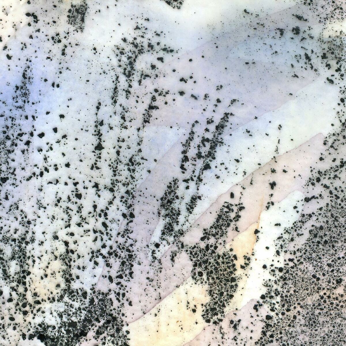 Album cover of parasite