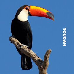 Cover of Toucan