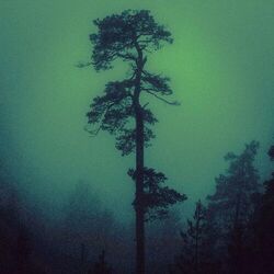 Cover of wondering why without an answer