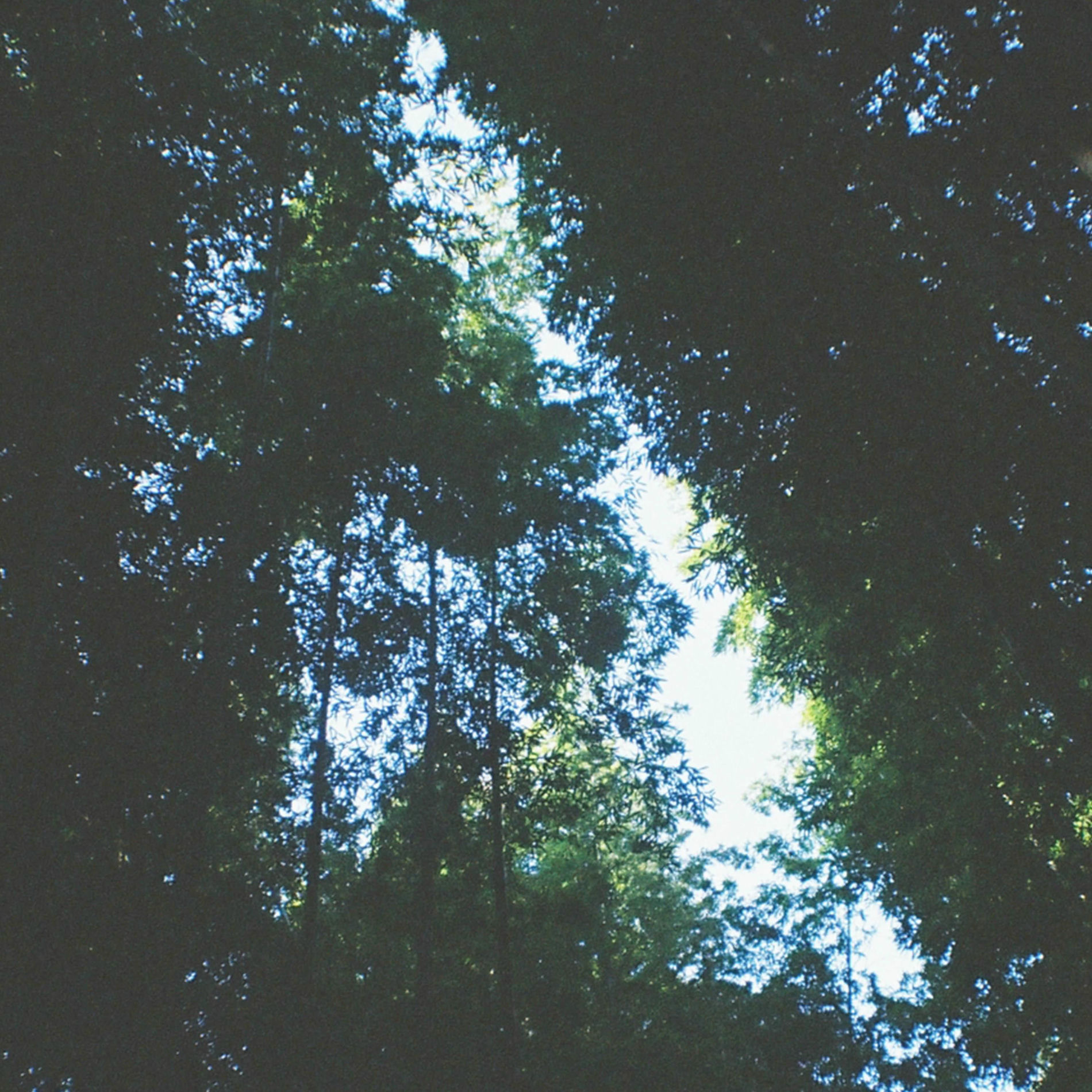 Album cover of Summer Spent / Tried Living