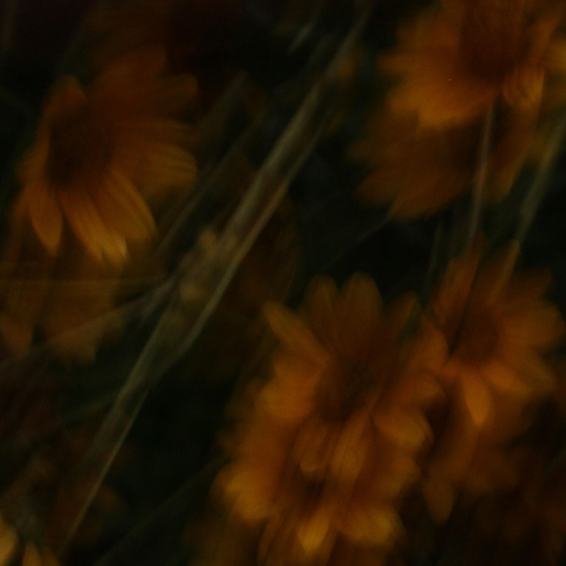 Album cover of sunflower lullabies
