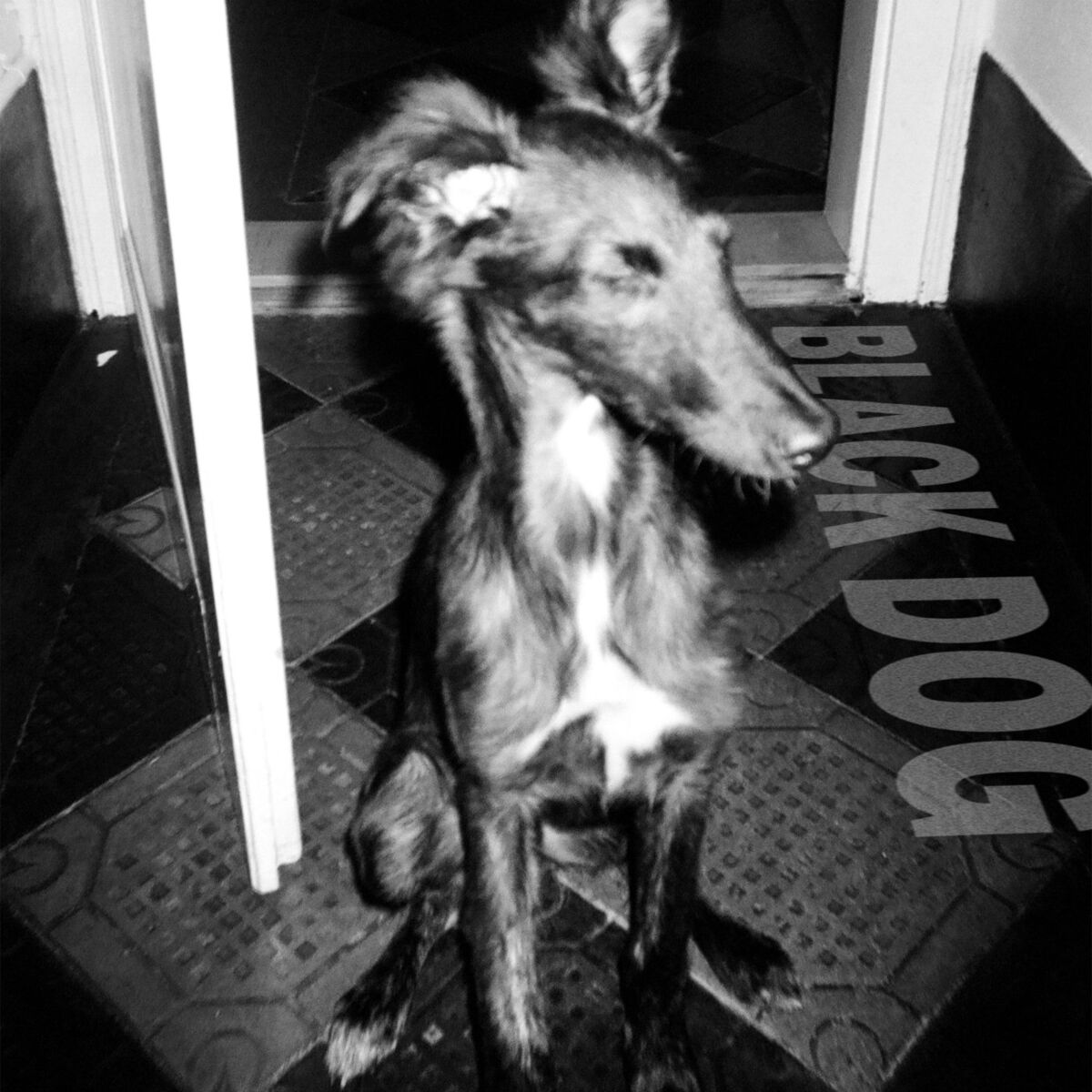 Album cover of Black Dog