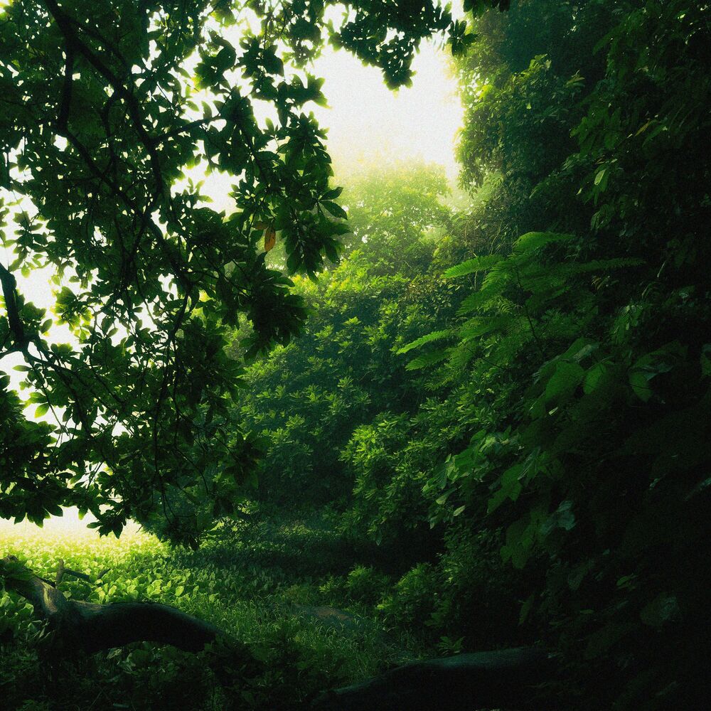 Picture of lush moments