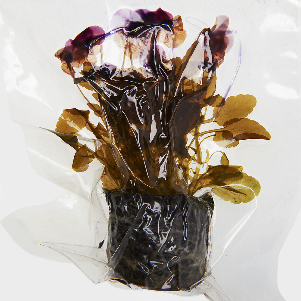 Picture of Preserved