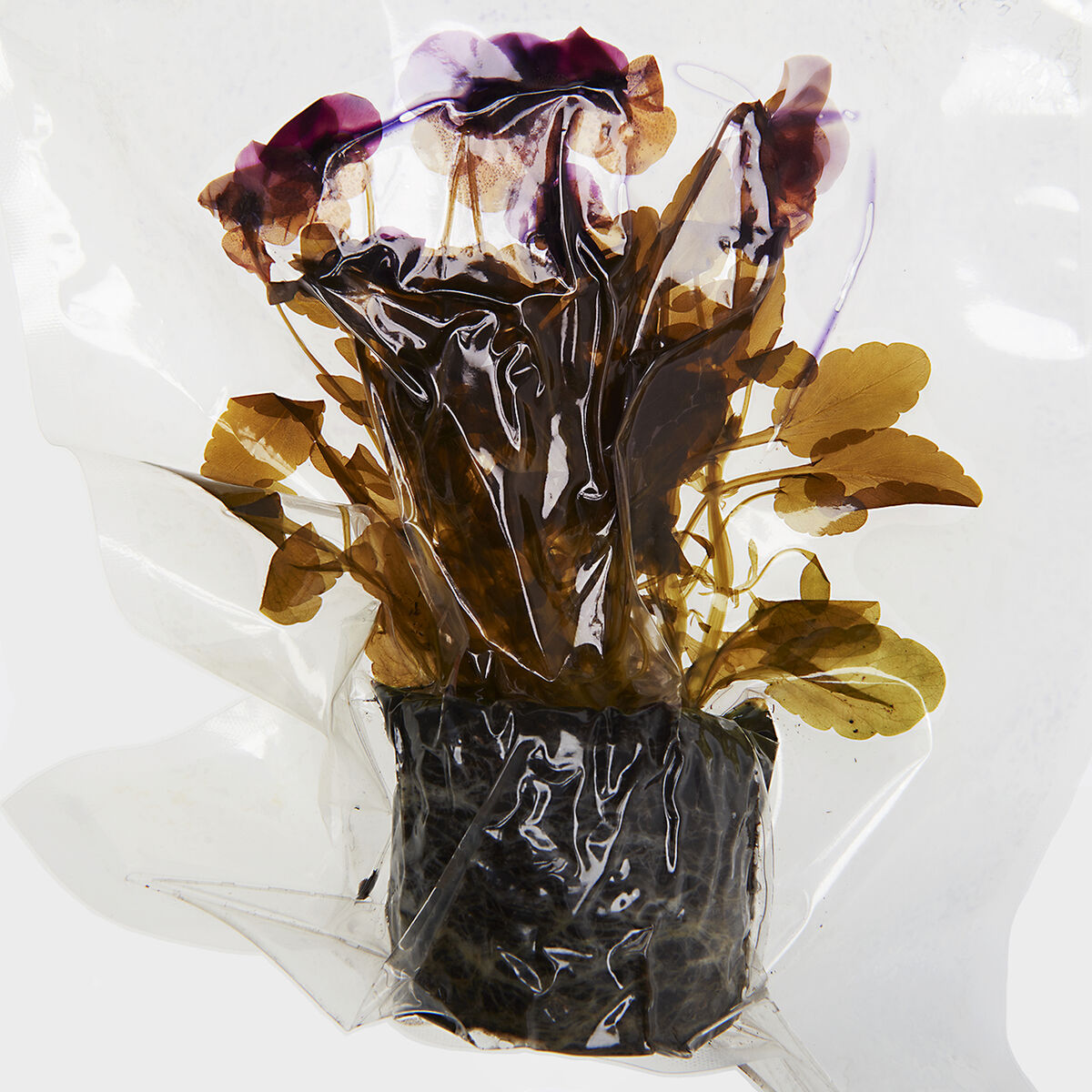 Album cover of Preserved