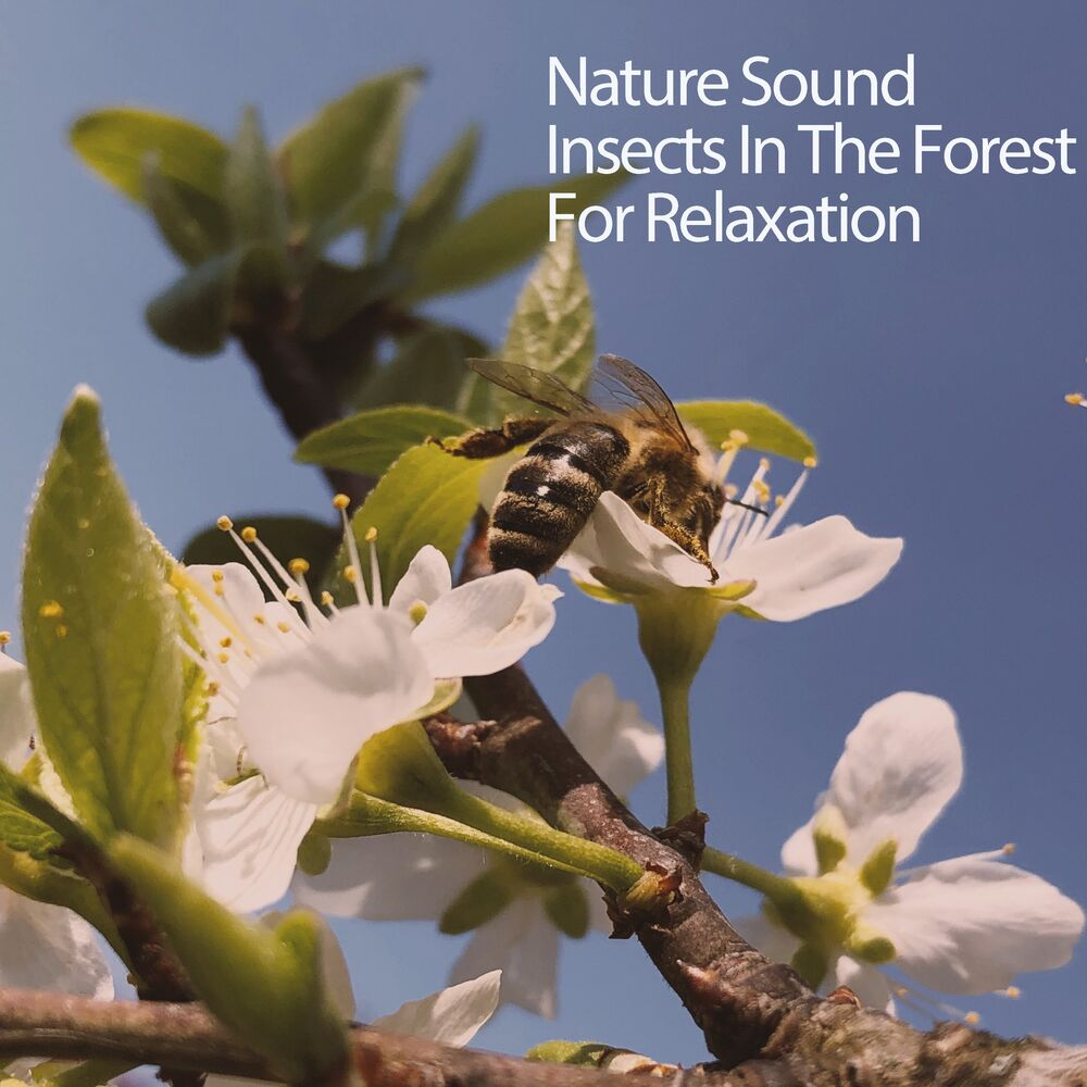 Picture of Nature Sound Insects In The Forest For Relaxation