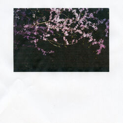 Cover of blackberries / my angel crying in the rose room