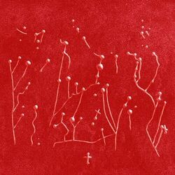 music cover