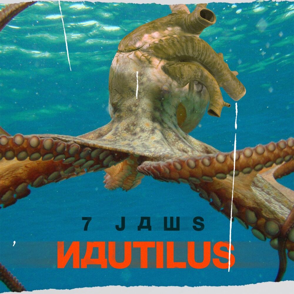 Picture of Nautilus