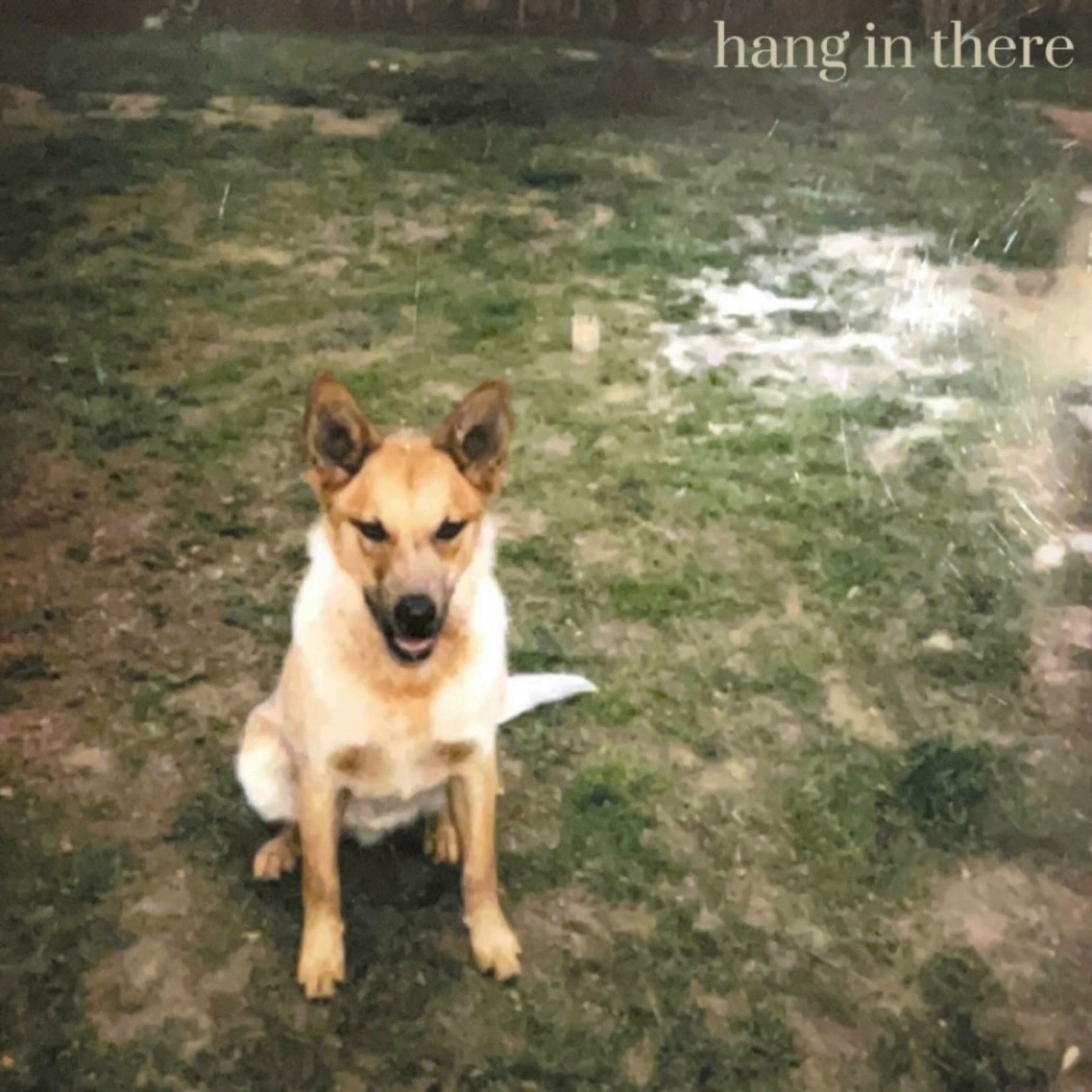 Album cover of Hang In There