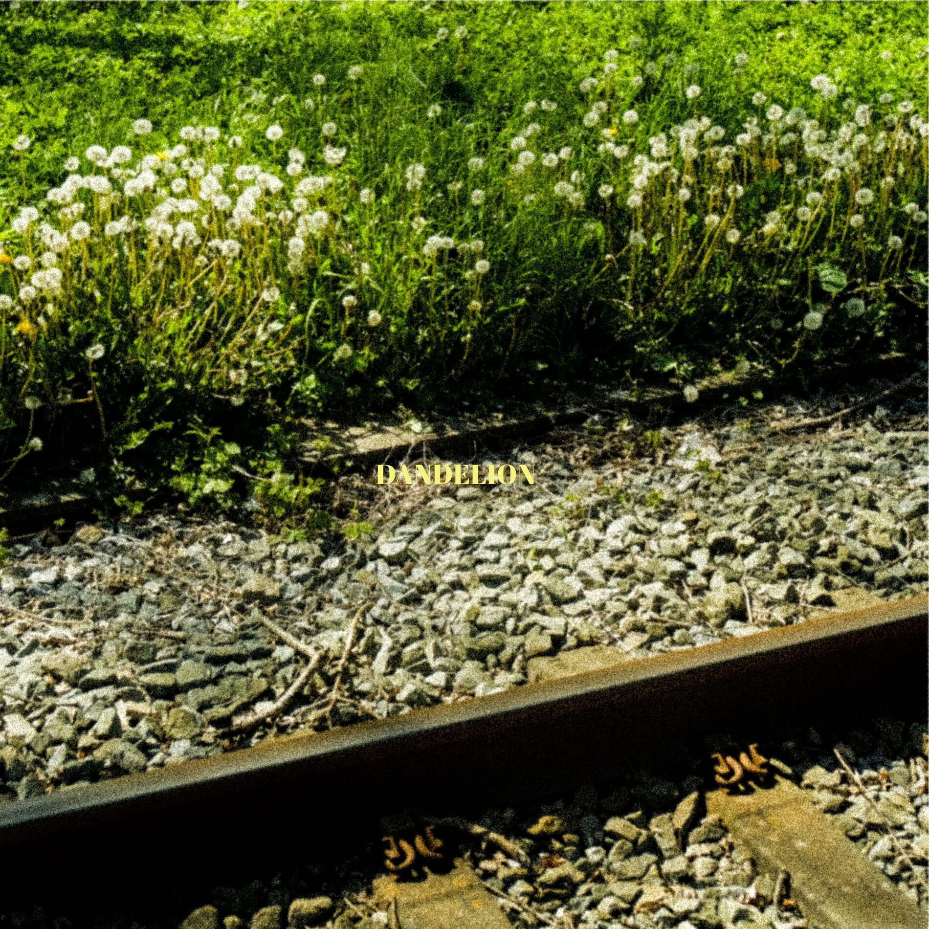 Album cover of dandelion