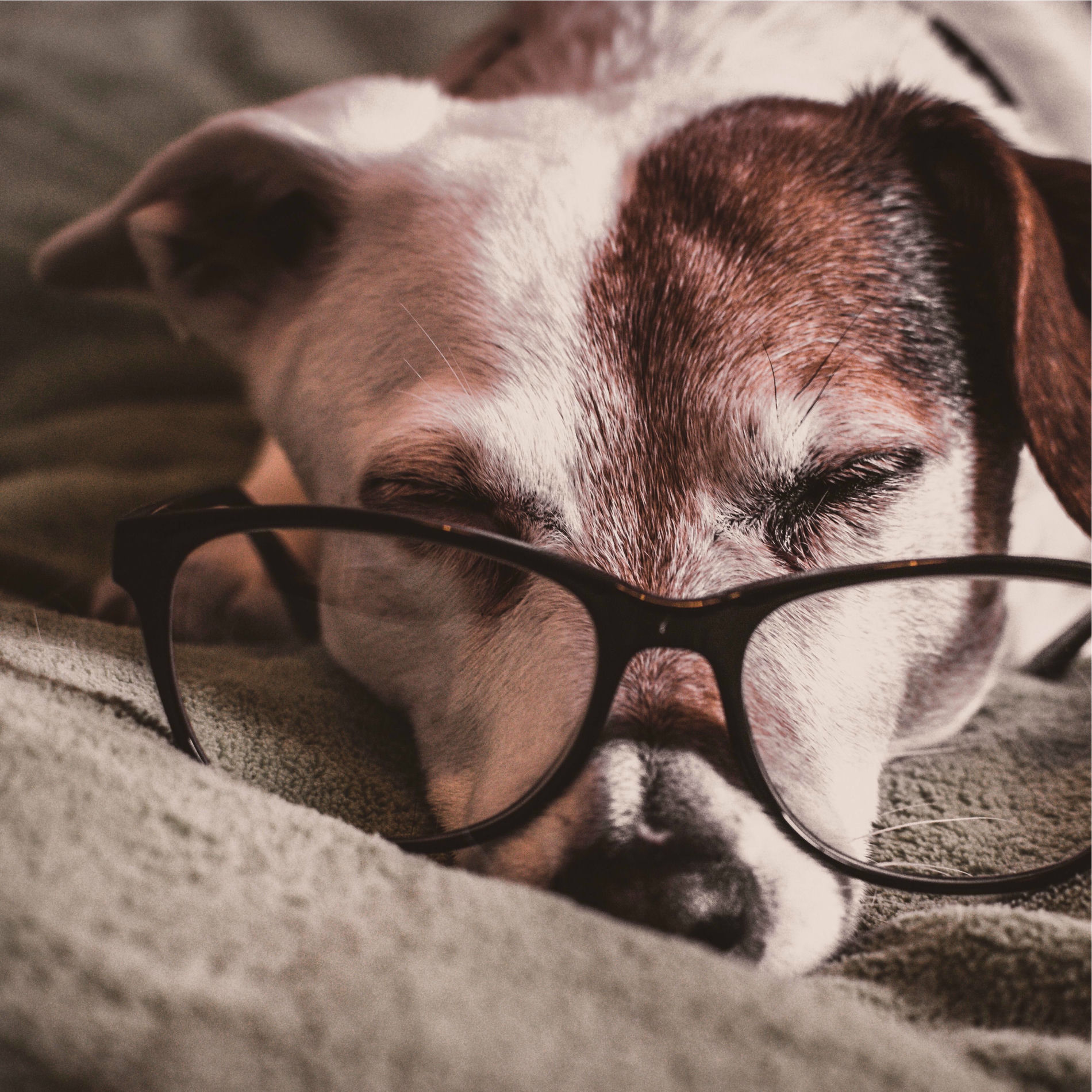 Album cover of Chillout Music For Dogs | Comforting Mind