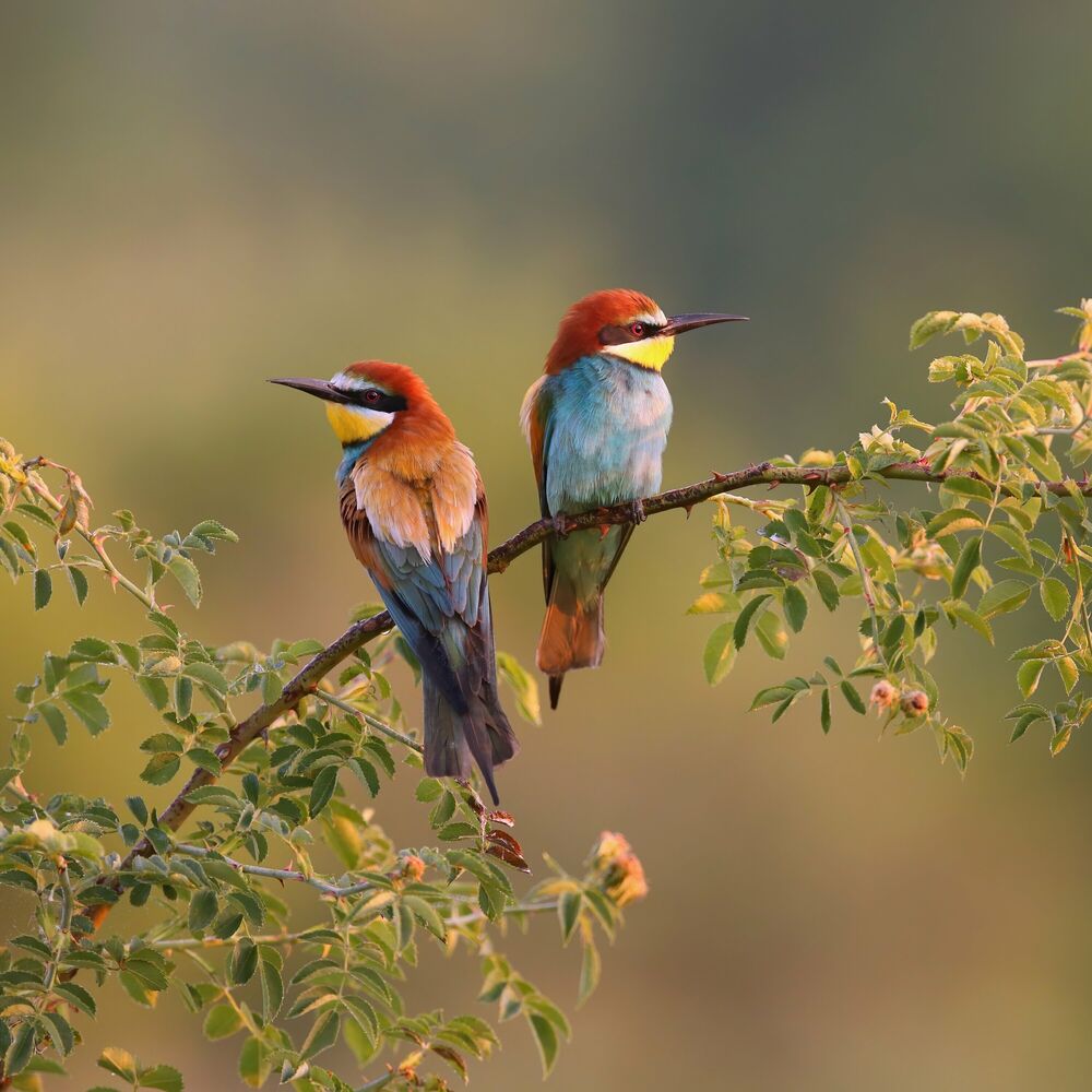 Picture of Relaxing Bird Sound in Nature