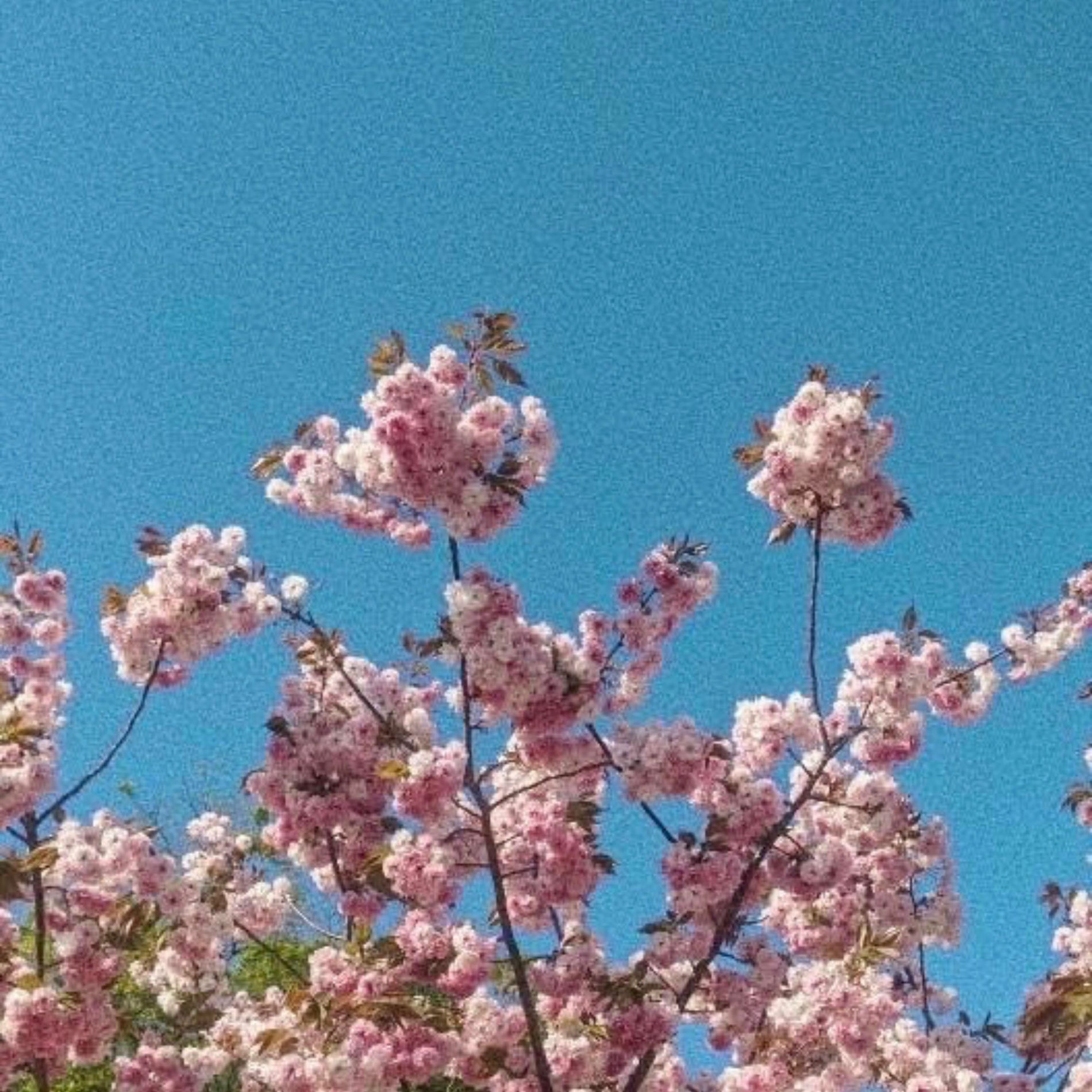 Album cover of True Love