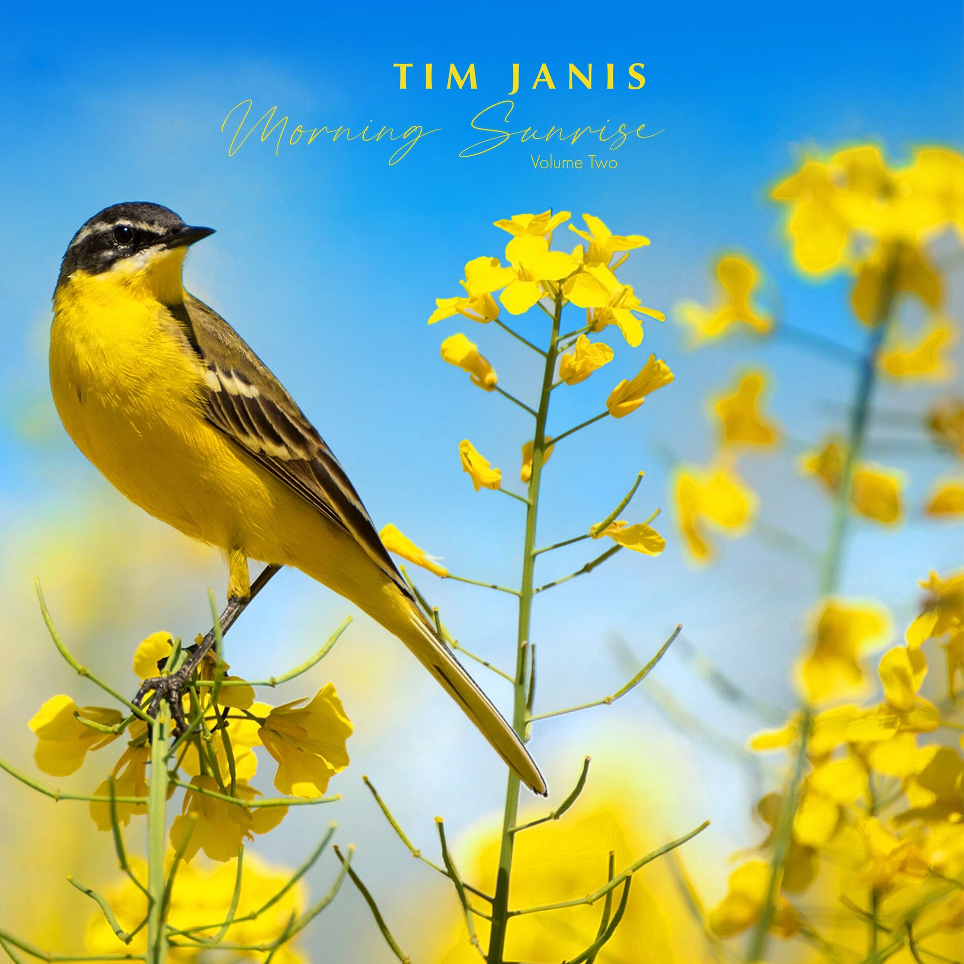 Album cover of Morning Sunrise, Vol. II