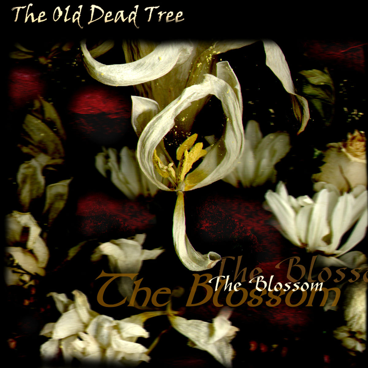 Album cover of The Blossom