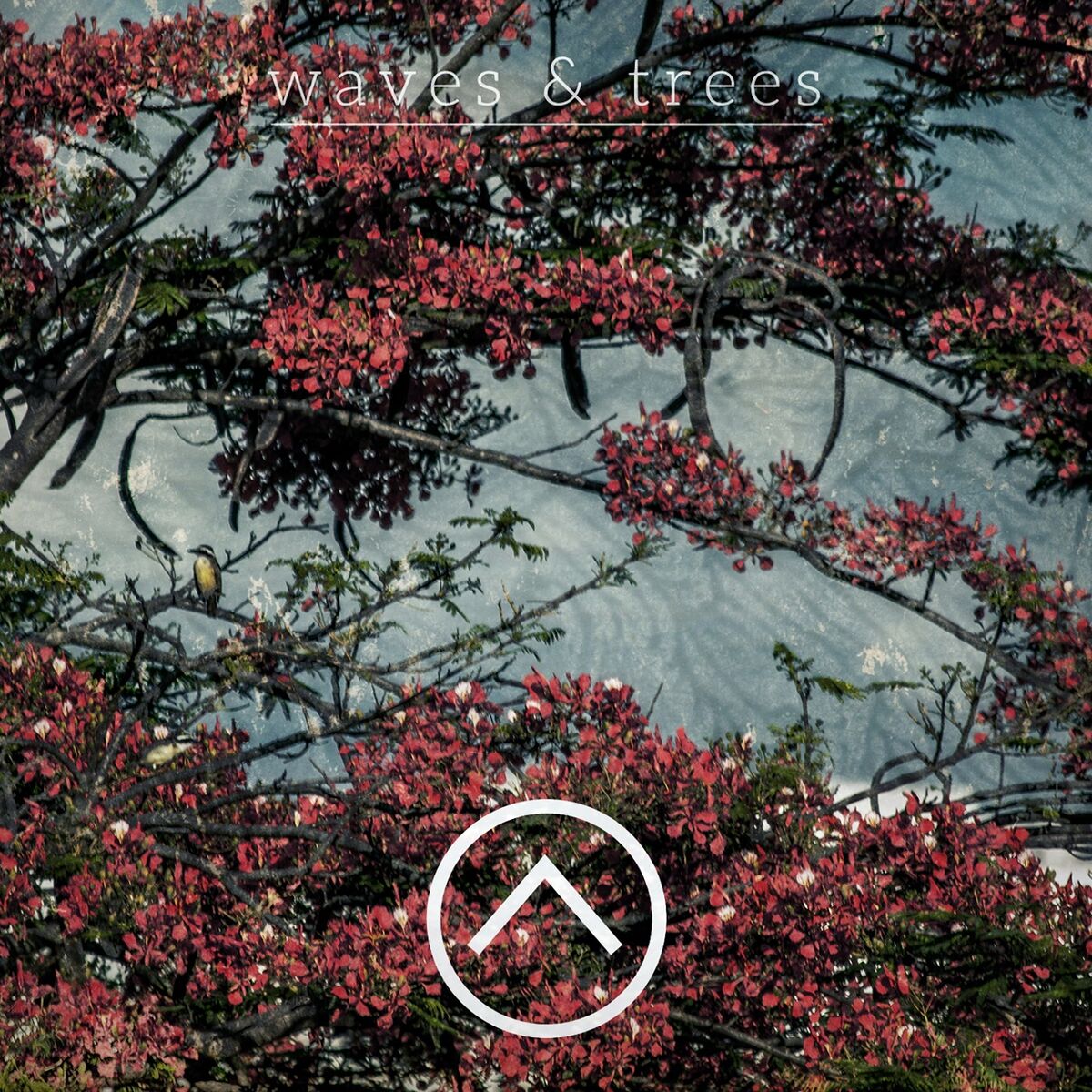 Album cover of Waves & Trees