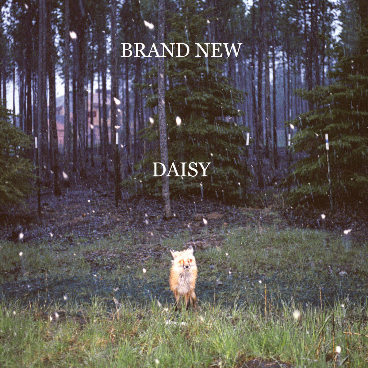 Album cover of Daisy