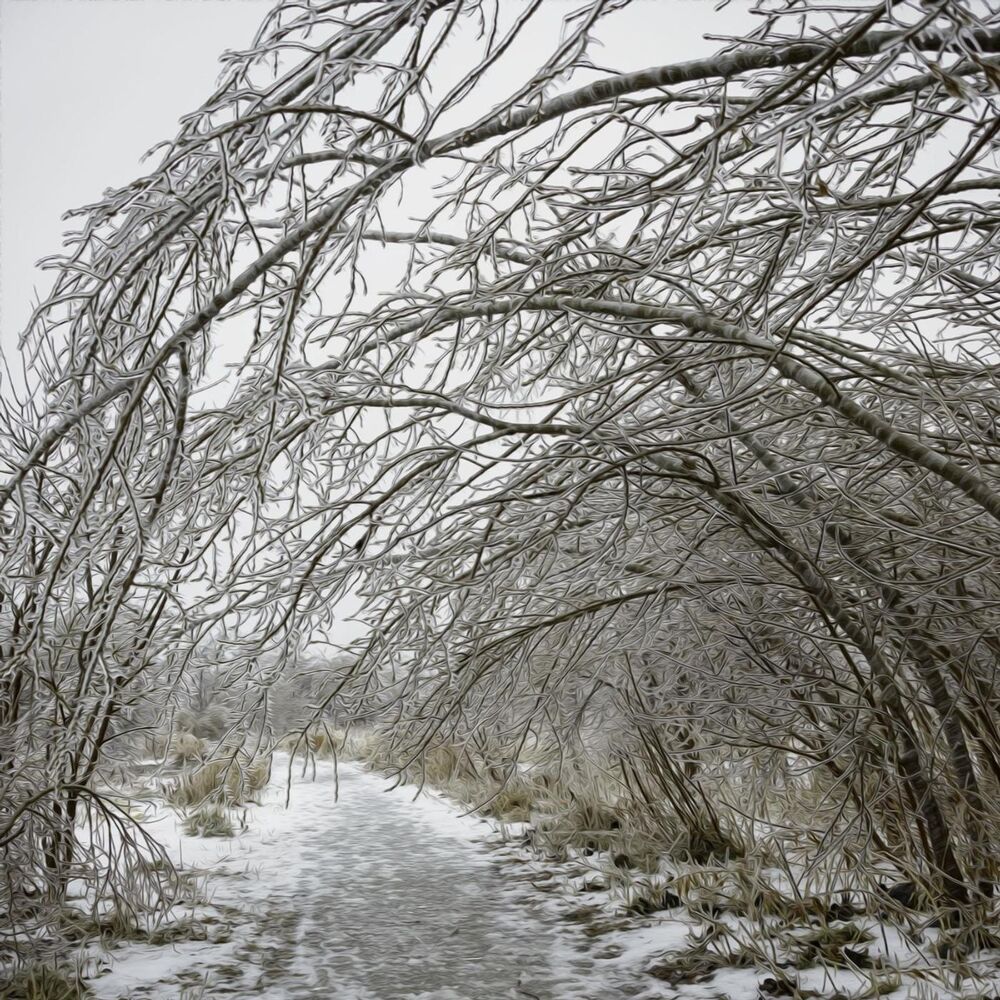 Picture of Evergreen