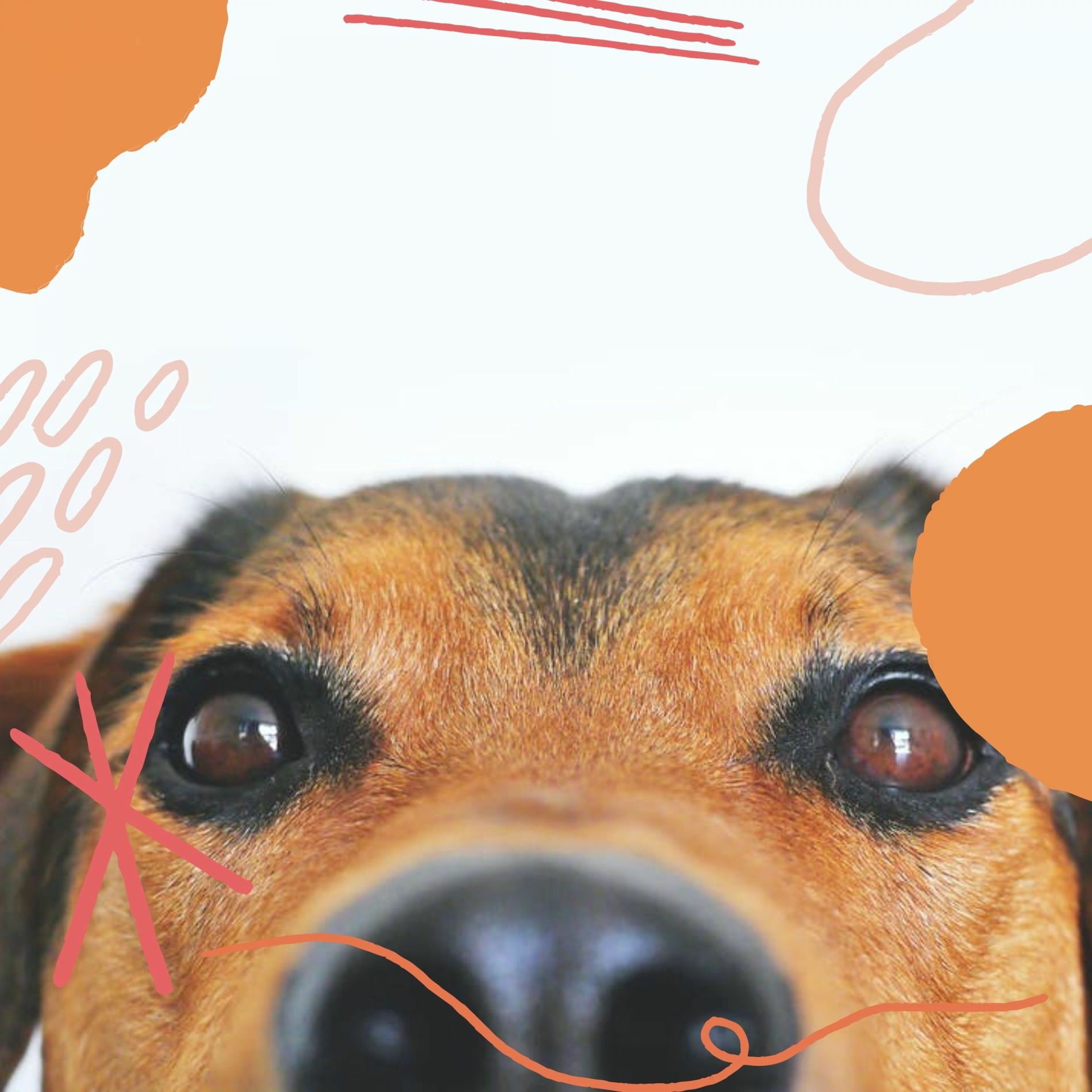 Album cover of Backdrop for Puppy Training