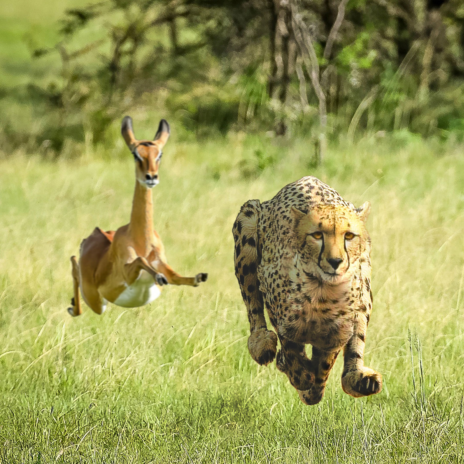 Album picture of No More Lies