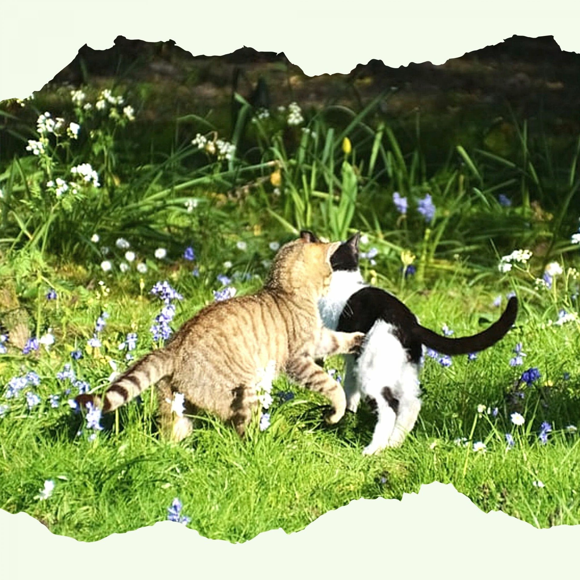 Album cover of Music for Cutest Kittens - Trumpet and Alto Sax